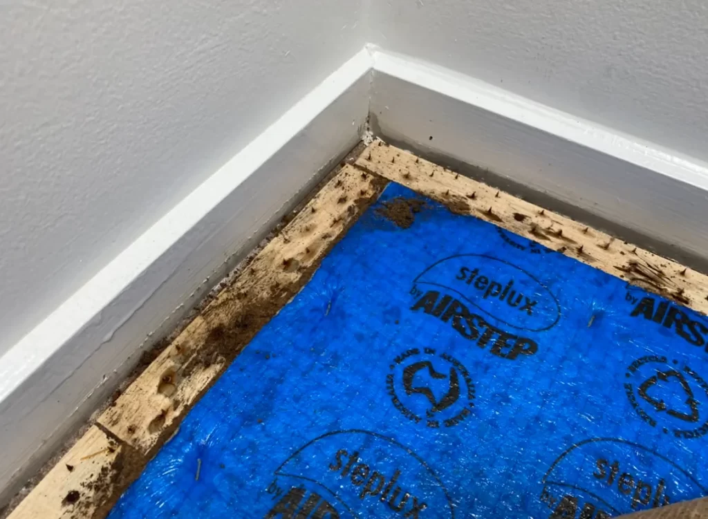 Close-up view of termite damage on wooden flooring and skirting board, showing eaten timber and blue underlay exposed.