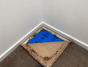 Carpet corner lifted to reveal signs of pest damage and moisture during a pest inspection in a Melbourne home.
