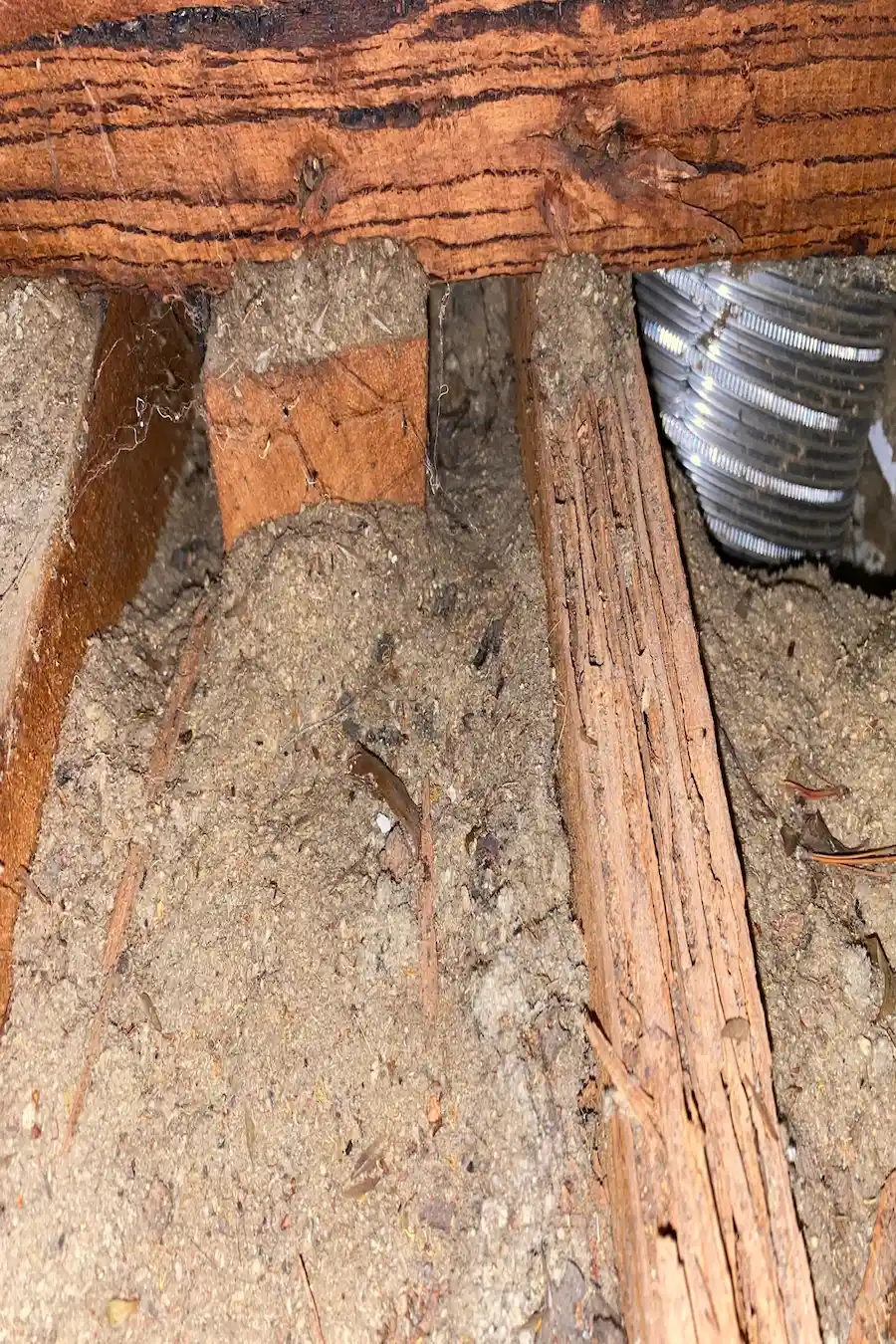 Termite mud leads on subfloor timber found during a timber pest inspection