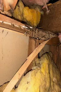 Termite mud galleries and damage to timber framing inside a roof space with insulation.